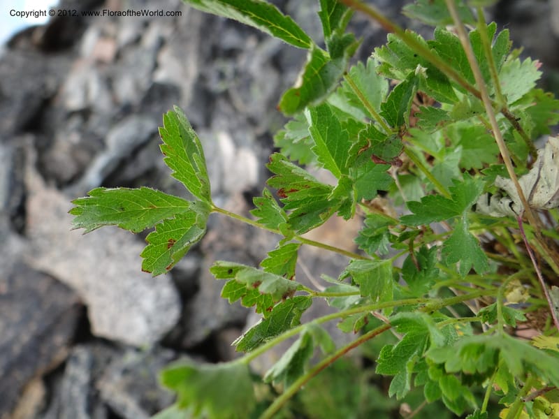 Drymocallis pseudorupestris, Davidson, C 12083--ID. Valley Co. Elk Summit. 7 Aug 2012. DSC04187 (92).JPG
