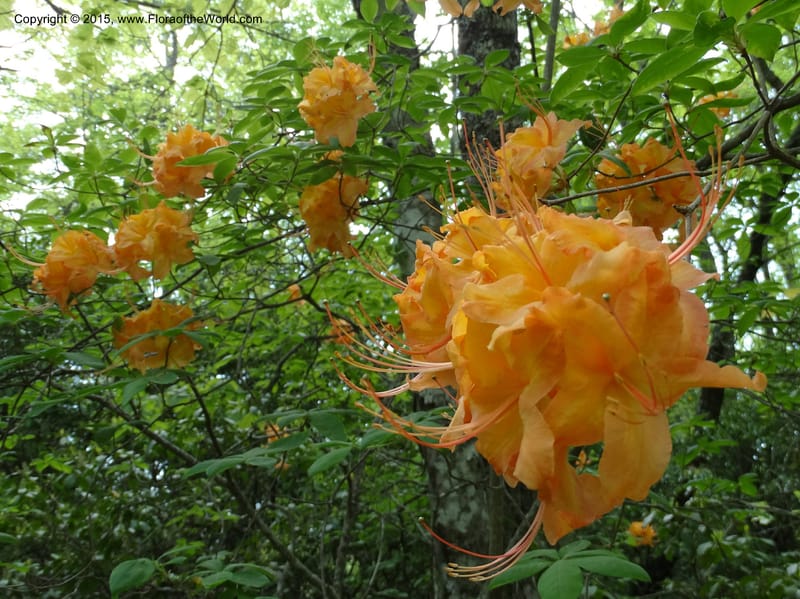 Rhododendron calendulaceum, Davidson, C 12949--North Carolina. Trans. Co. Yellow Gap Rd. Pink Beds. 11 May 2015. DSC03958 (7).JPG