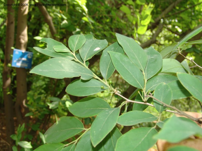Lindera glauca, 040922301--China. Hubei. Wuhan Botanical Garden. 24 Apr 07. 207.jpg