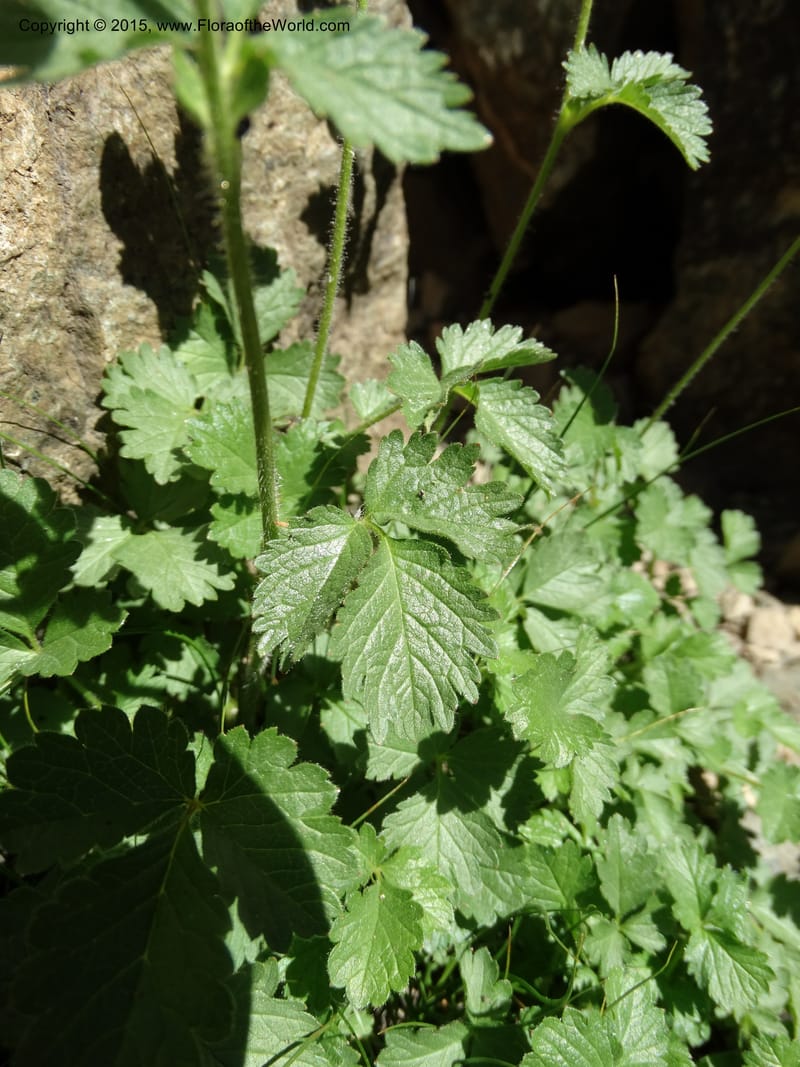 Drymocallis pseudorupestris, Davidson, C 12863--ID. Idaho Co. Seven Devils Mtns. 20 Jul 2015. DSC07745 (50).JPG