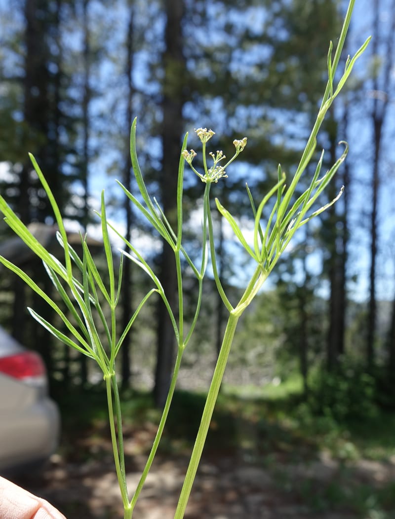 Lomatium idahoense, C. Davidson 13706--ID. Idaho Co. Road to Smith Knob L.O. 11 July 2017. DSC03081 (197).JPG