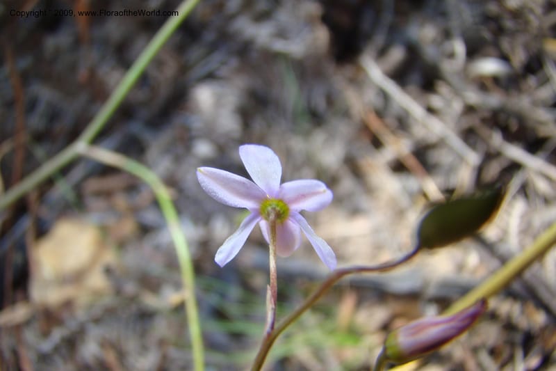 South Africa. Cape Prov. Kogelberg Nat. Res. 21 Jan 09. 202.jpg