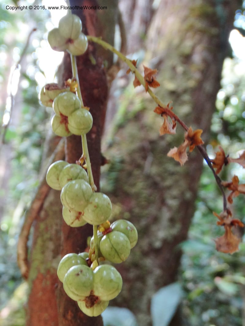 Agrostistachys longifolia, Davidson, C 12889--Sabah. Sapa Paya For. Res. 23 Mar 2015. DSC00001 (155).JPG
