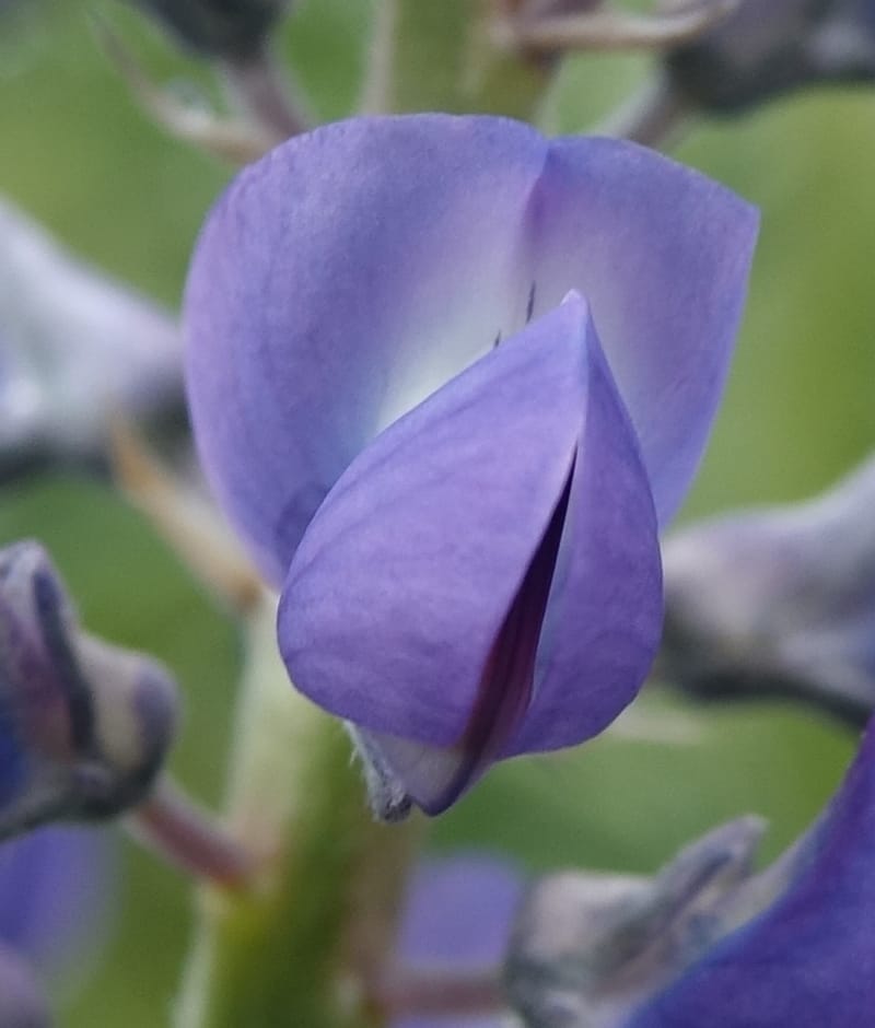 Lupinus argenteus, C. Davidson 13628--ID. Fremont Co. Flat Ranch Preserve (TNC). 16 Jun 2017. DSC01715 (76).JPG