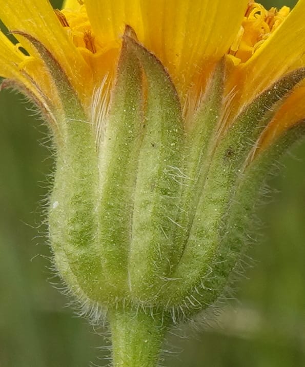Arnica sororia, C. Davidson 13758--Oregon. Wallowa Co. Zumwalt.Trail Cr. Rd. 4 Jun 2018. DSC04078 (282).JPG