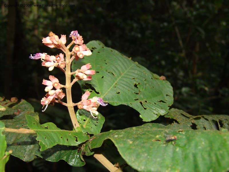 Miconia impetiolaris, RVasquez33019--Peru. Pillcopata. Qbda Pini Pini. 29 Oct 07. 826.jpg