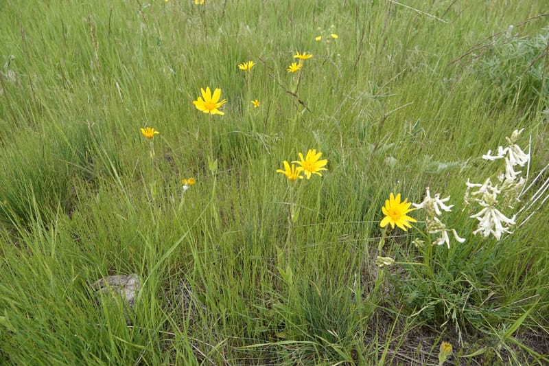 Arnica sororia, C. Davidson 13758--Oregon. Wallowa Co. Zumwalt.Trail Cr. Rd. 4 Jun 2018. DSC04078 (298).JPG