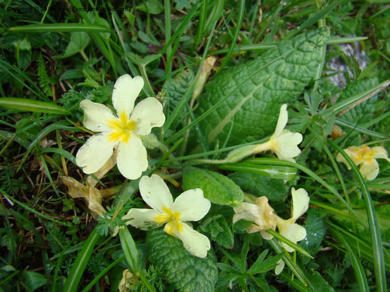Primula vulgaris, C. Davidson 11222--Slovenia, Stajerska Region, Menina Planina, 19 May 2008.  014 (8).jpg
