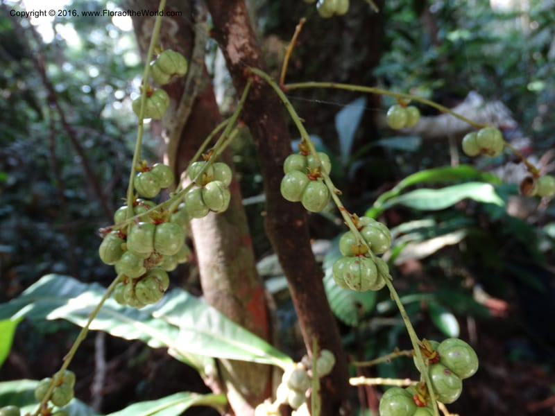 Agrostistachys longifolia, Davidson, C 12889--Sabah. Sapa Paya For. Res. 23 Mar 2015. DSC00001 (150).JPG