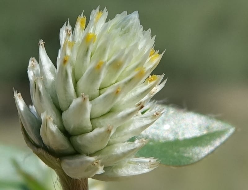 Gomphrena celosioides, L. Nanyeni 1167--Namibia. Hwy B1 S of Okahandja at Swakop R. bridge. 16 May 2018.  (29).JPG