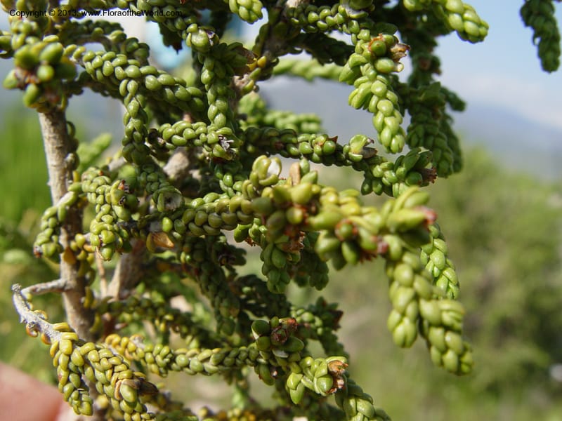 Thymelaea hirsuta--Spain. Andalucia. On C333, ca. 5 km E of Orgiva. 14 Ap (142).jpg