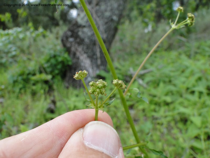 Sanicula crassicaulis, C. Davidson 11724--California. Santa Barbara Co. 4 April 2010 123 (5).jpg