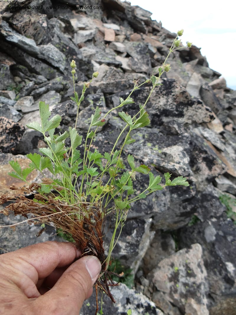Drymocallis pseudorupestris, Davidson, C 12083--ID. Valley Co. Elk Summit. 7 Aug 2012. DSC04187 (107).JPG