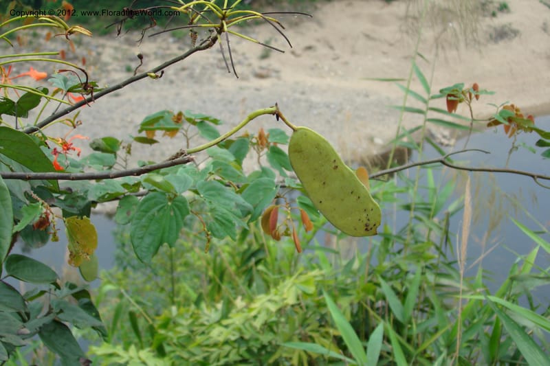 Bauhinia, Regalado 1717--Viet Nam. Thua Thien Hue Prov. Nam Dong Distr. Thuang.12 Apr 09. 295.jpg
