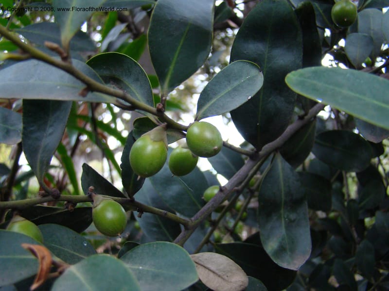 Diospyros australis--Australia. Royal Botanic Garden, Melbourne. 19-20 Mch 08. 379.jpg