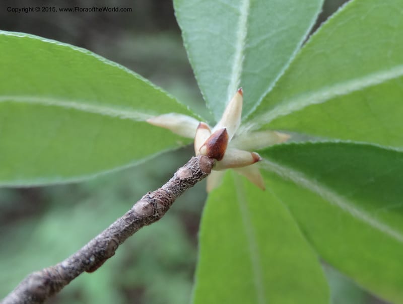 Rhododendron calendulaceum, Davidson, C 12949--North Carolina. Trans. Co. Yellow Gap Rd. Pink Beds. 11 May 2015. DSC03958 (8).JPG