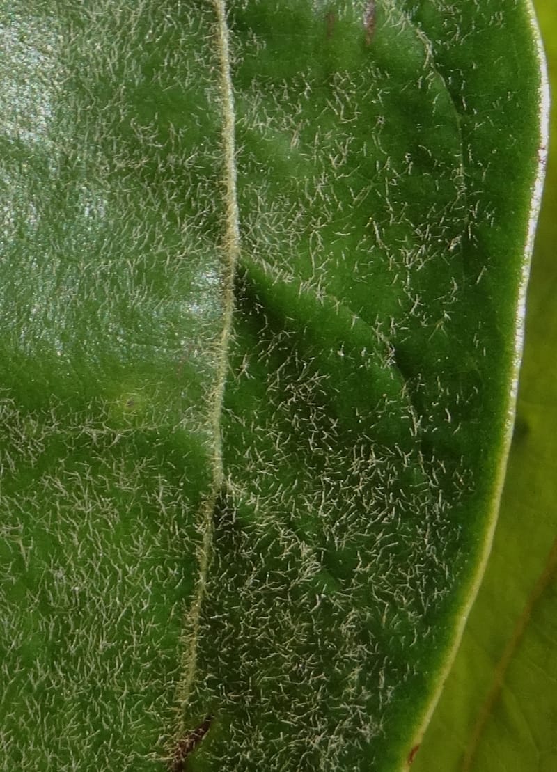 Cryptocarya turrilliana, Lowry, P 7352--Fiji. Nabouwalu Rd. 5 Nov 2015. DSC09606 (10).JPG
