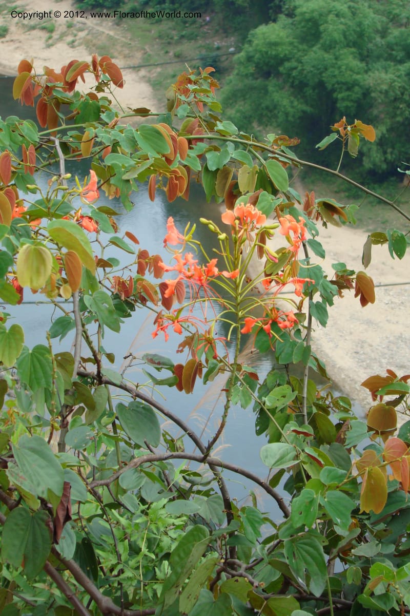 Bauhinia, Regalado 1717--Viet Nam. Thua Thien Hue Prov. Nam Dong Distr. Thuang.12 Apr 09. 285.jpg