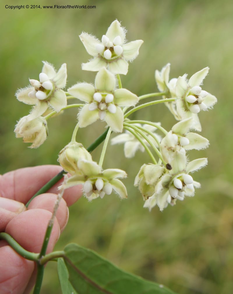 Funastrum clausum, Stevens, W. D 31011, Pres. Hayes, 13 Mar 2011 3947 (2).JPG