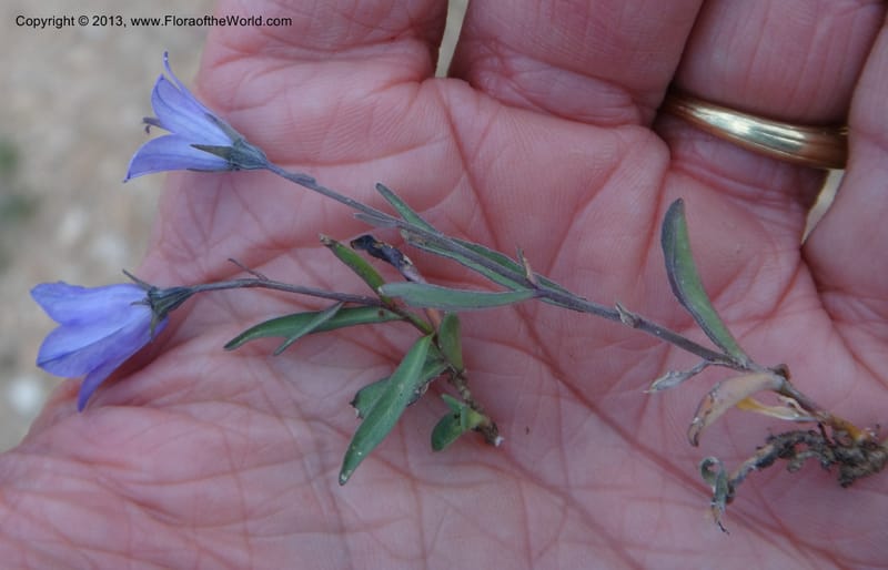 Campanula, Davidson, C #12084--ID, Valley Co., Elk Summit, 7 Aug 2012 DSC00699 (4).JPG