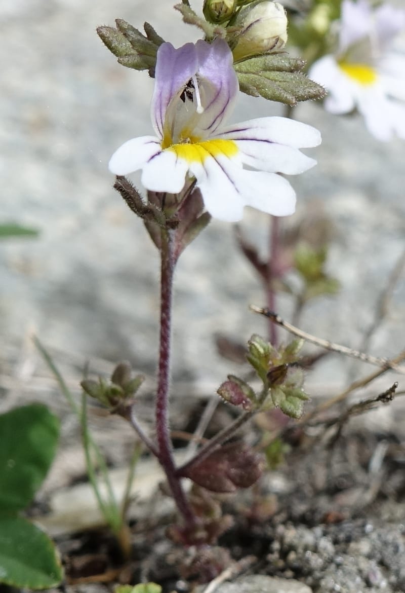 Euphrasia alpina, Not collected--Switzerland. Sass Almagell. Lac Mattmark. 3 Jul 2016. DSC08449 (28).JPG