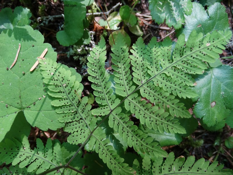 Gymnocarpium dryopteris, Davidson, C 12848--ID. Shoshone Co. St. Hwy 4. E of Burke. 2 Jul 2015. DSC07383 (34).JPG