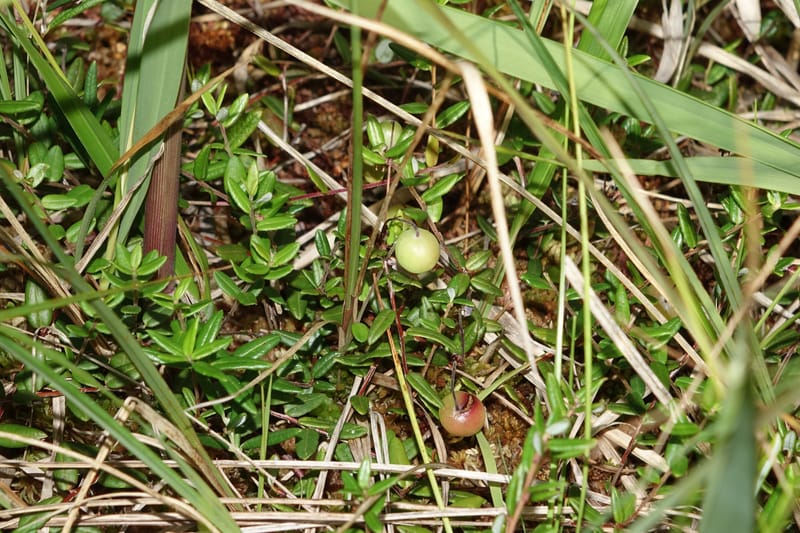 Vaccinium oxycoccus--Japan. Hokkaido. Sarobetsu. 4 Aug 2016. DSC00970 (132).JPG