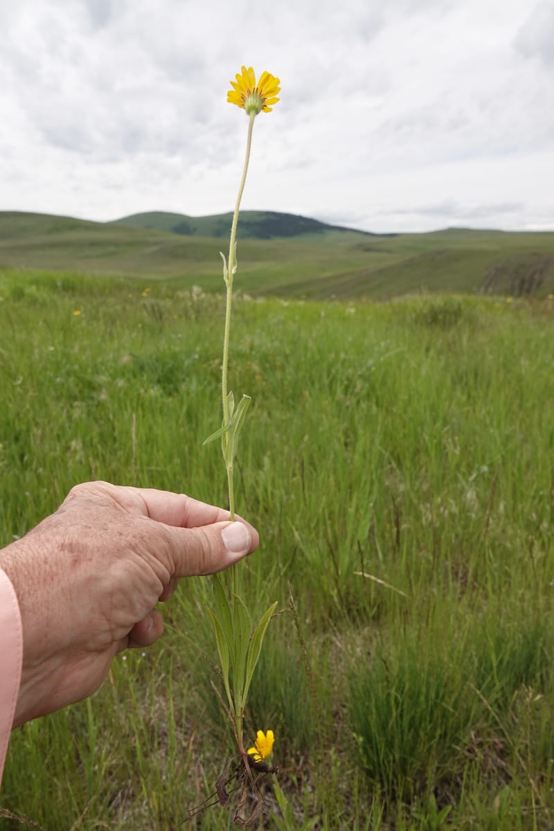 Arnica sororia, C. Davidson 13758--Oregon. Wallowa Co. Zumwalt.Trail Cr. Rd. 4 Jun 2018. DSC04078 (292).JPG