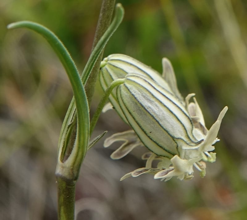 Silene gracilicaulis, D. Boufford 44025--China. Sichuan. Litang Xian. 15 Aug 2017. DSC06139 (262).JPG