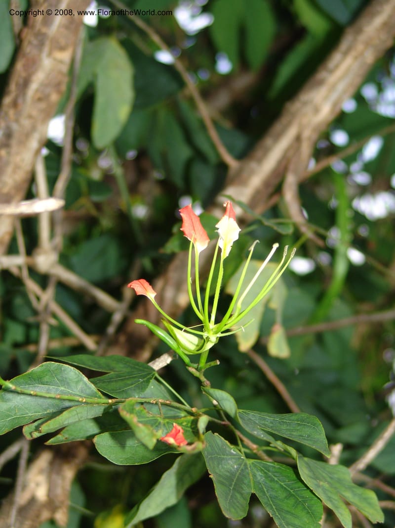 Bauhinia--Madag. Prov. Tuliar. Parc Nat. Zombitse.  13 Jan 06. 401.jpg