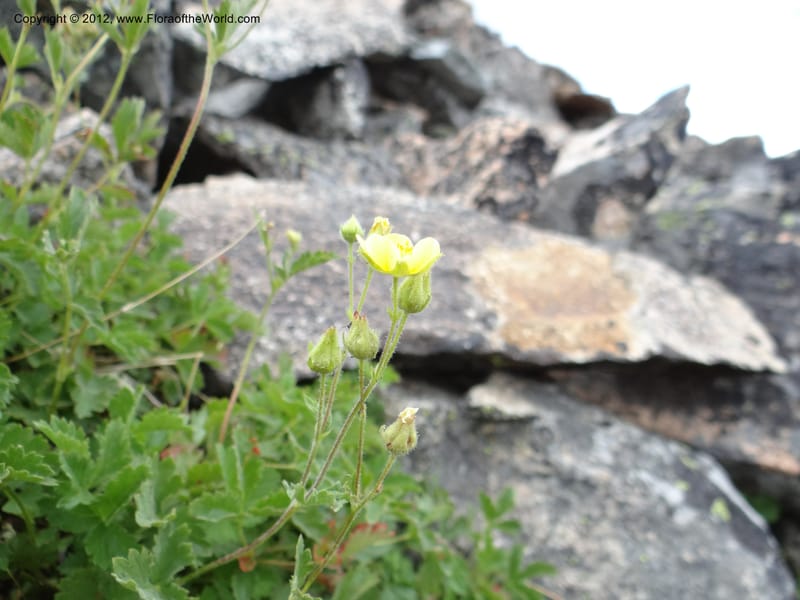Drymocallis pseudorupestris, Davidson, C 12083--ID. Valley Co. Elk Summit. 7 Aug 2012. DSC04187 (97).JPG