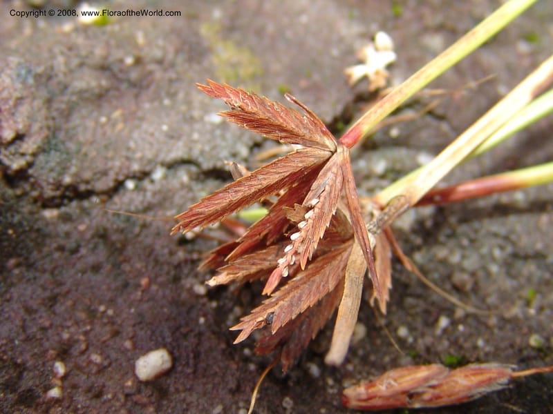 Cyperus rupestris--So.Africa. E. Cape. Umtamvuna Nat. Res. 11 Mch 05. 370.jpg