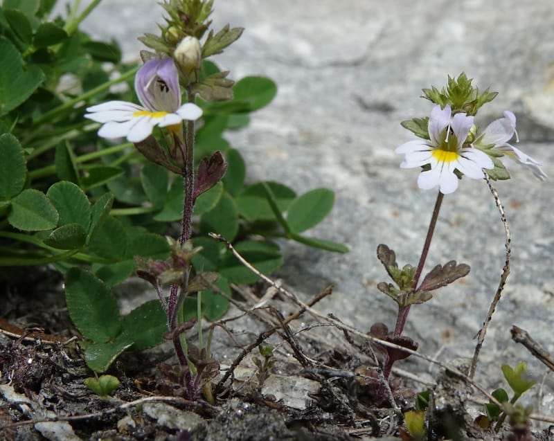 Euphrasia alpina, Not collected--Switzerland. Sass Almagell. Lac Mattmark. 3 Jul 2016. DSC08449 (31).JPG