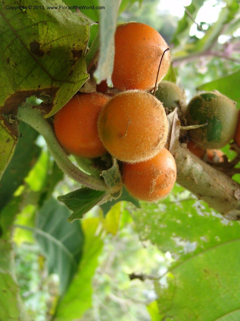 Solanum quitoense--Kenya. Limuru. Garden of Sue Brown. 10 July 04. 015.jpg