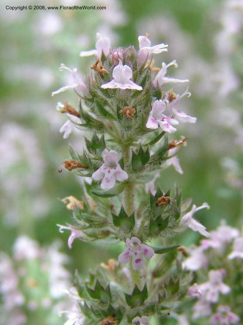 Thymus tiflisensis--Georgia. Gori Upland, Gareji Steppe. Near salty lake. 9  Jun 05. 129.jpg