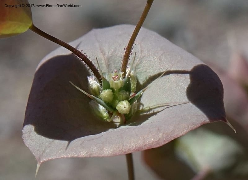 Oxytheca perfoliata, Davidson, C 13128--California. Inyo Co. Mahogany-Wild Rose Rd. 19 Apr 2016.  (133).JPG