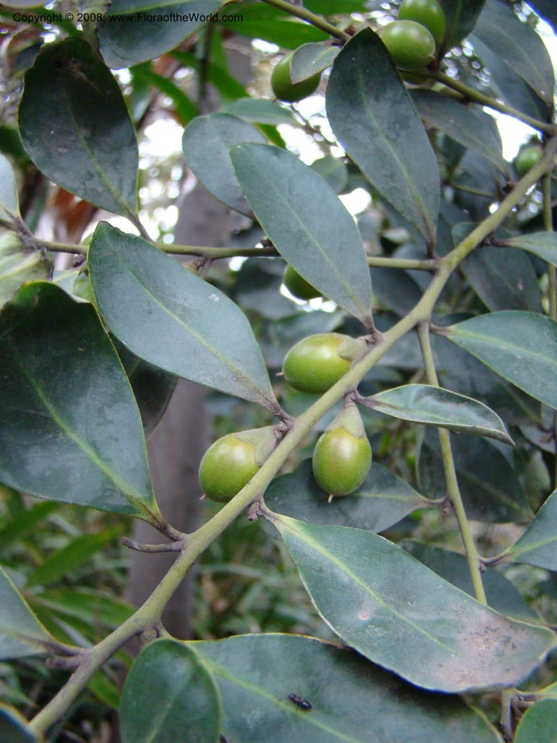 Diospyros australis--Australia. Royal Botanic Garden, Melbourne. 19-20 Mch 08. 378.jpg