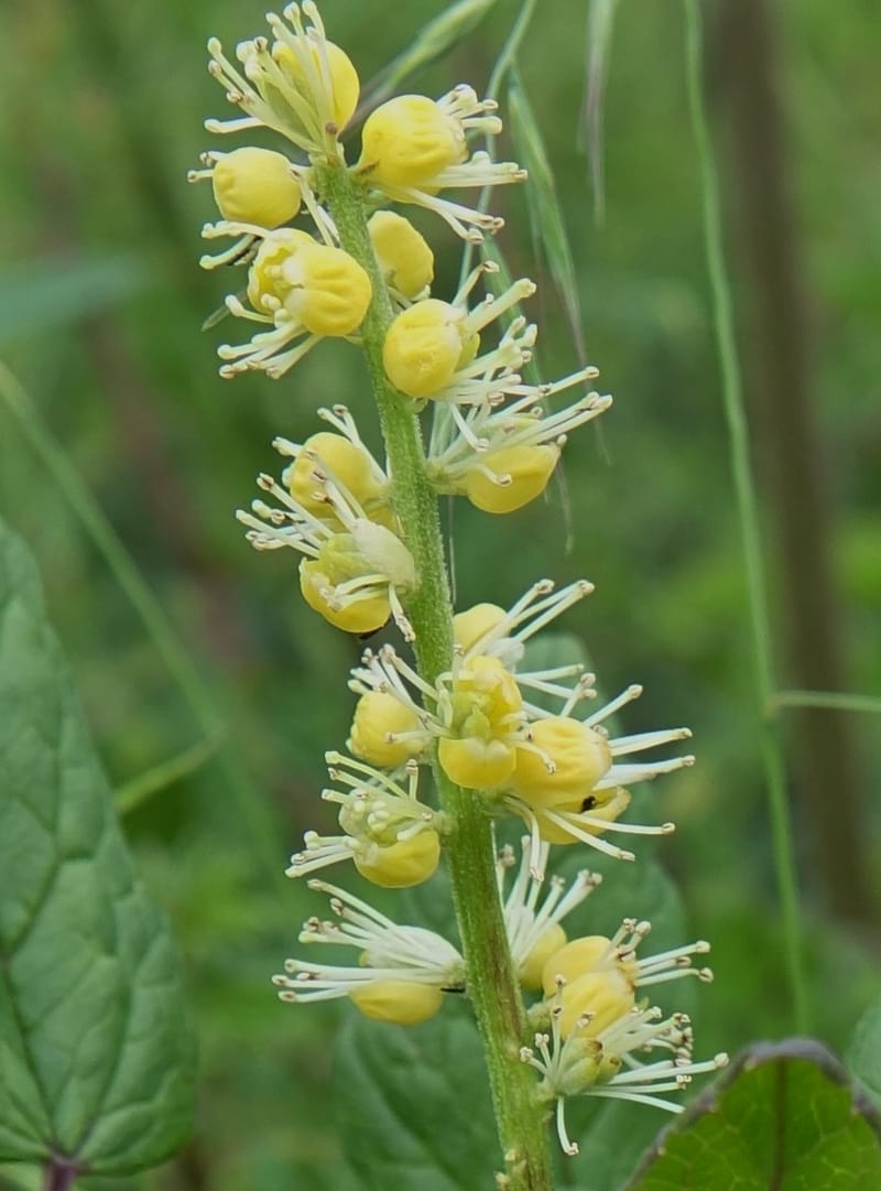 Cimicifuga, C. Davidson 13734--China. Yunnan. Zhongdian Xian. 9 Aug 2017. DSC03874 (213).JPG