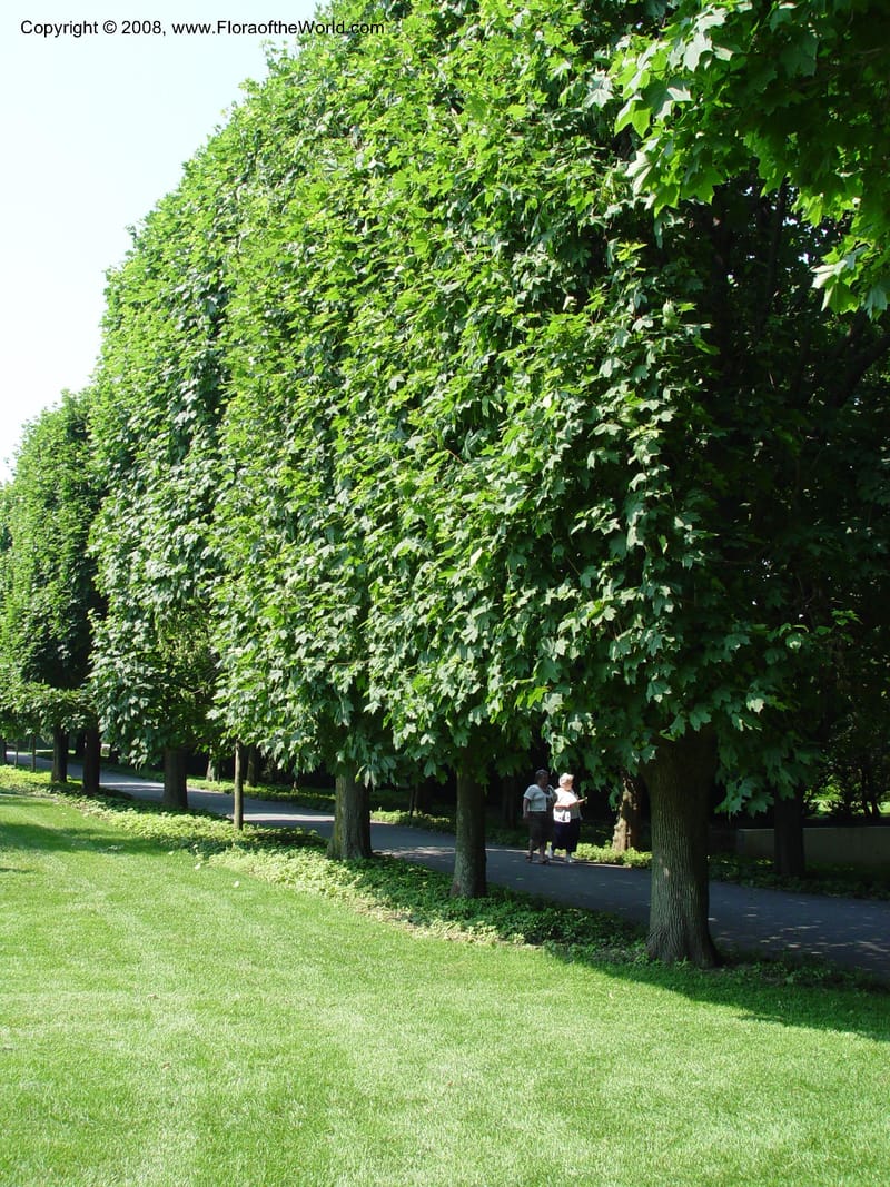 Acer platanoides--PA. Longwood Garden. 25 Jun 03. 101.jpg