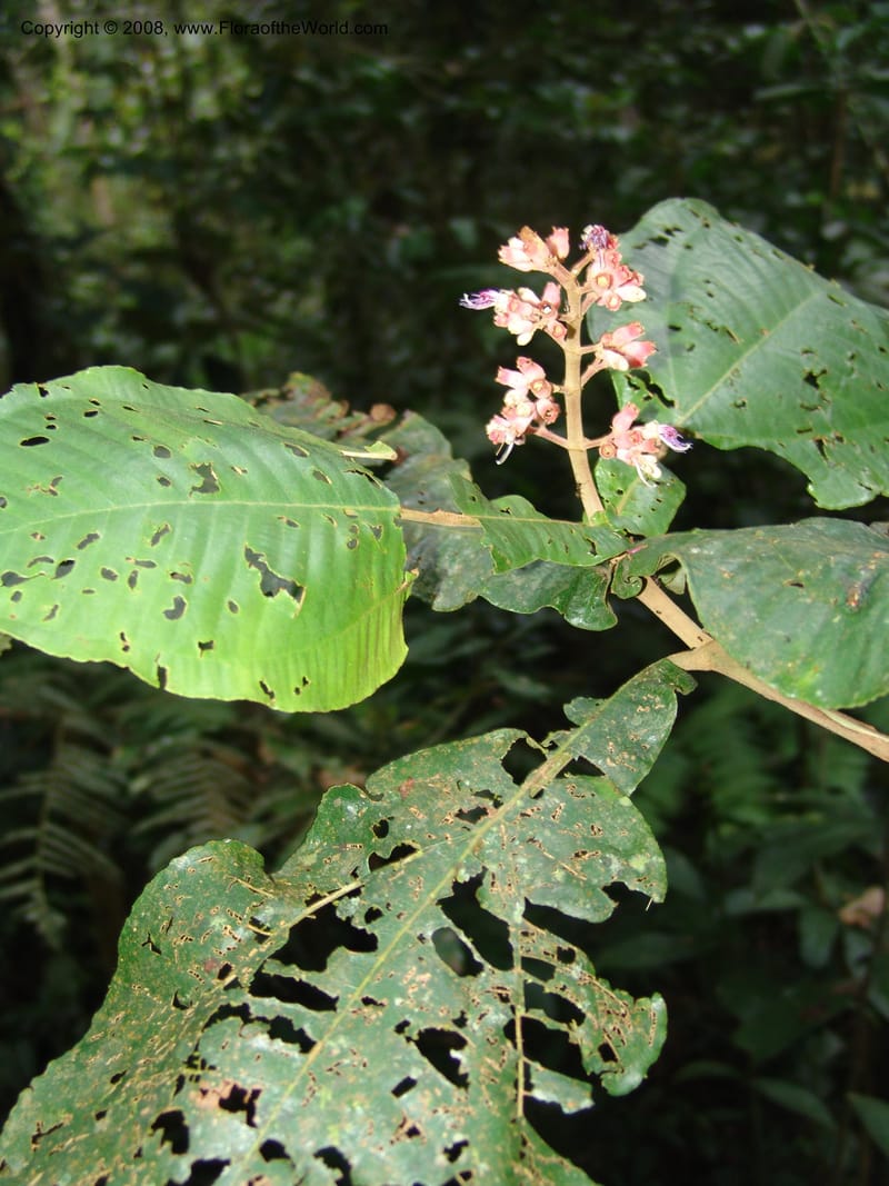 Miconia impetiolaris, RVasquez33019--Peru. Pillcopata. Qbda Pini Pini. 29 Oct 07. 828.jpg