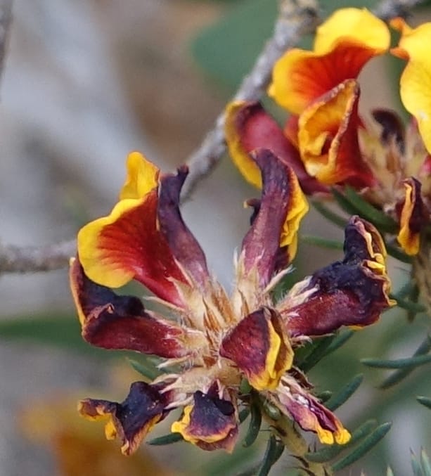 Pultenaea verruculosa, Davidson, C 13524--Australia. W. A. Trail to Mt. Hassell. 30 Oct 2016. DSC07078 (86).JPG