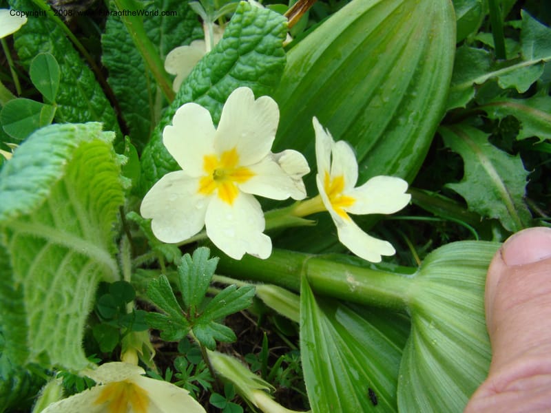 Slovenia. Menina Planina. 19 May 08. 033.jpg