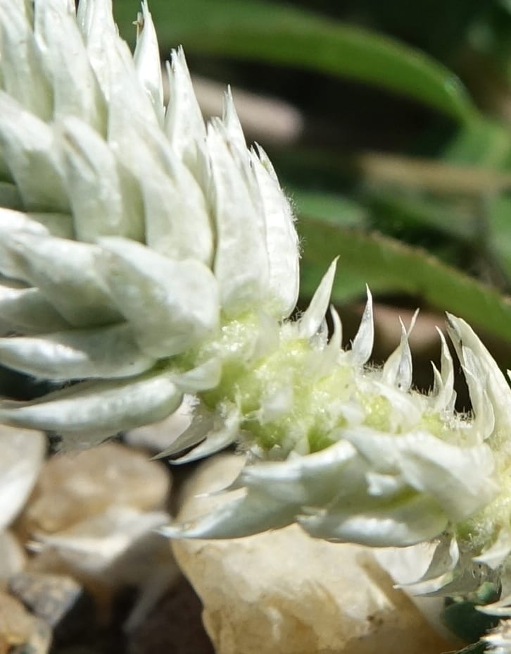 Gomphrena celosioides, L. Nanyeni 1167--Namibia. Hwy B1 S of Okahandja at Swakop R. bridge. 16 May 2018.  (15).JPG