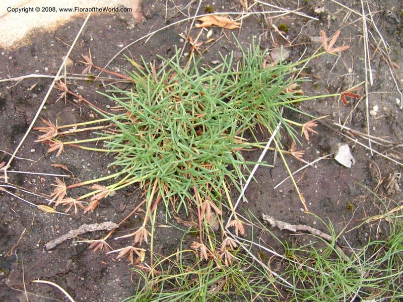 Cyperus rupestris--So.Africa. E. Cape. Umtamvuna Nat. Res. 11 Mch 05. 364.jpg