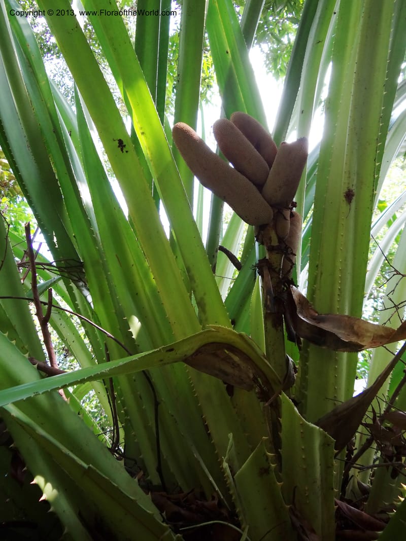 Pandanus epiphyticus, Callmander 1014--Malaysia, Sarawak. Bako Nat. Park. Paku Trail. DSC06071 (69).JPG