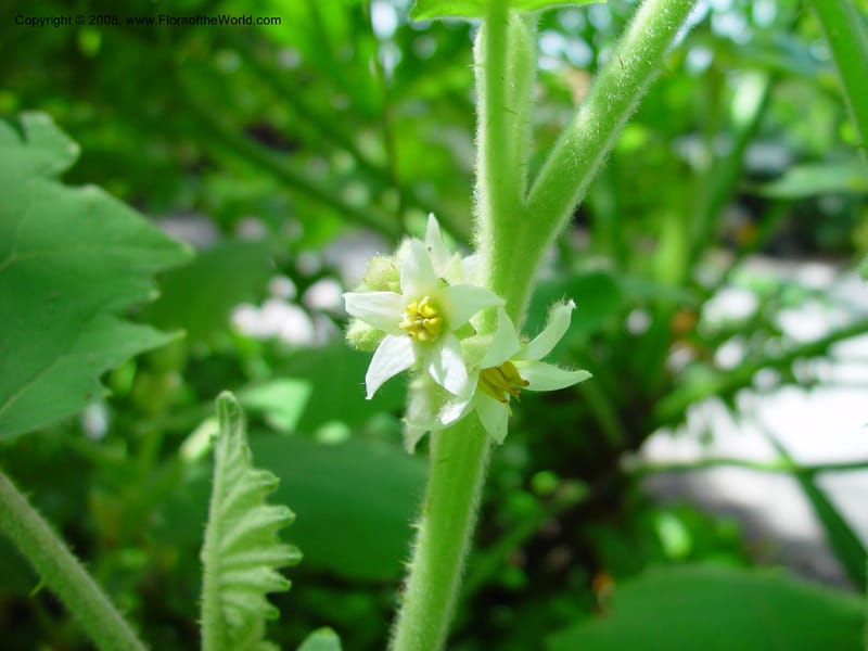 Solanum quitoense--FL. Fairchild Tropical Gard. 7 Apr 03. 169.jpg