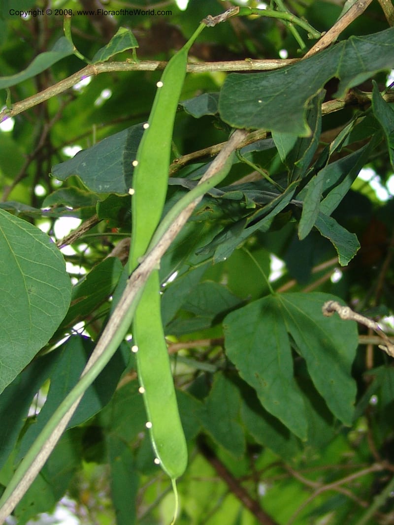 Bauhinia--Madag. Prov. Tuliar. Parc Nat. Zombitse.  13 Jan 06. 408.jpg