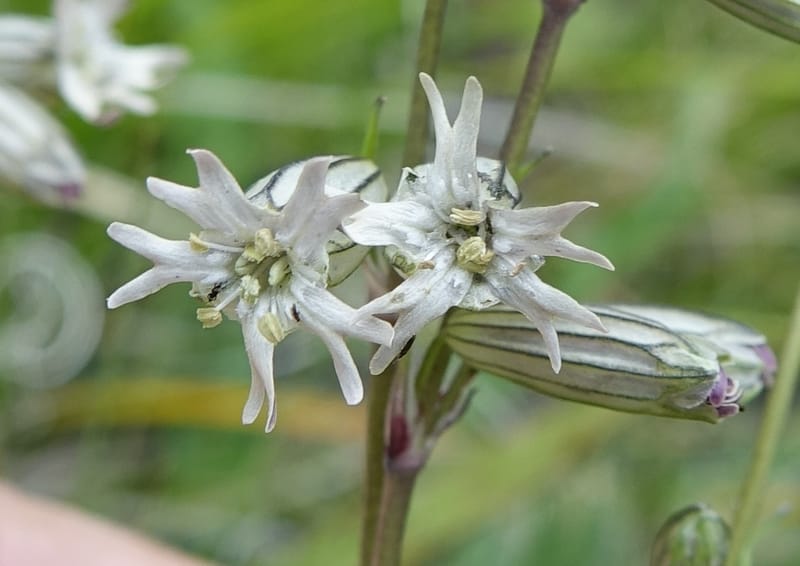 Silene gracilicaulis, D. Boufford 44025--China. Sichuan. Litang Xian. 15 Aug 2017. DSC06139 (258).JPG