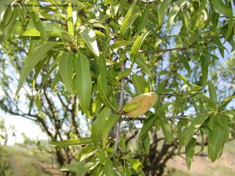 Amygdalus georgica--Georgia. Gareji Monastery complex, Gareji Steppe. 9  Jun 05. 151.jpg
