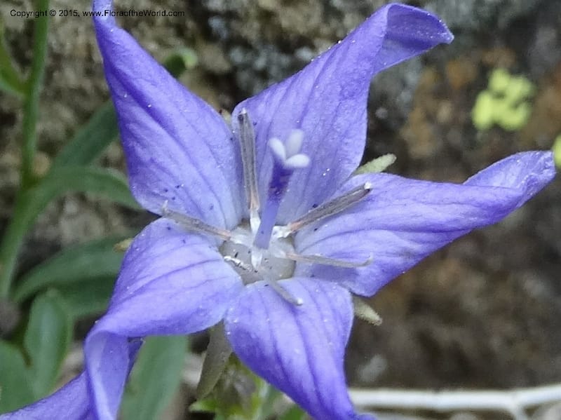 Campanula, Davidson, C 12592B--ID. Idaho Co. Seven Devils Camp Ground. 15 Jul 2014. DSC00113 (174).JPG